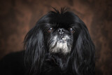 Fototapeta Sawanna - Close up photo of Black pekingese dog in studio