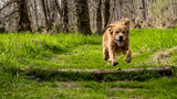 Fototapeta Tęcza - Dog Leaping through the wood.