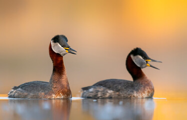 Sticker - Red necked grebe (Podiceps grisegena)