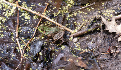 Canvas Print - Closeup shot of a frog on a swampy area