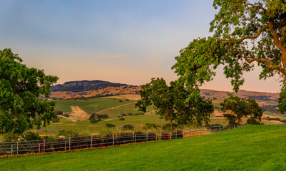 Wall Mural - Landscape at a vineyard in the spring in Napa Valley, California, USA