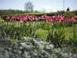 Tulipany kwitnące wiosną