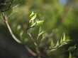 Liście zielone na drzewie