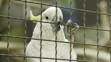 White Parrot In The Cage