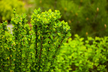 Leinwandbilder - springtime garden decorative bush closeup background