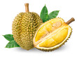 Fresh durian with leaf isolated on white background, Durian fruit isolated on white background With clipping path.