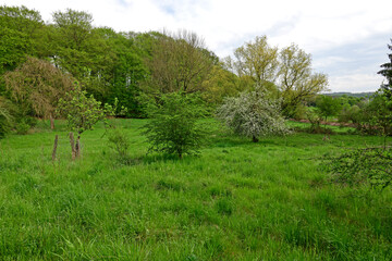 Sticker - Streuobstwiese am Waldrand // Orchard meadow at the edge of the forest