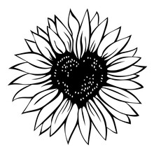 Heart Shaped Sunflower, Vector Illustration Isolated On White Background