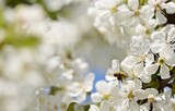 Fototapeta Kwiaty - Cherry blossoms and bee, image for blooming spring white background