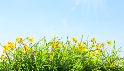 Wall Mural - yellow daisy flowers and spring grass on blue sky background