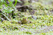 European green Frog Pelophylax ridibundus. Hiding in the lemna