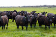 A herd of beef cattle on a free range cow ranch farm