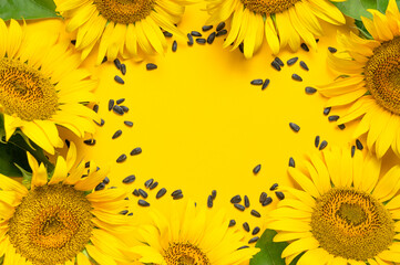 Fotomurales - Beautiful fresh yellow sunflower and seeds on yellow background Flat lay top view copy space. Sunflower natural background. Flower card. Harvest time, agriculture, farming. Healthy oils, food