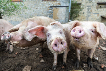 A pig in an organic French farm