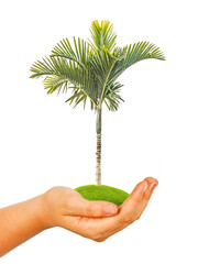 Wall Mural - A  palm in hand as a symbol of nature protection