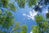Fototapeta Na sufit - Looking up through the treetops. Beautiful natural frame of foliage against the sky. Copy space.Green leaves of a tree against the blue sky. Sun soft light through the green foliage of the tree.