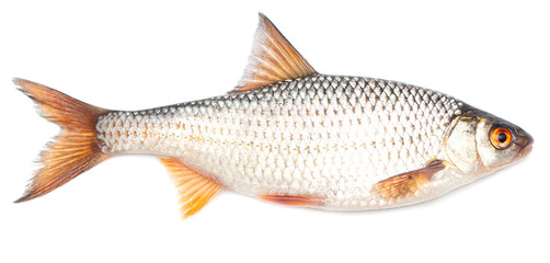 Redfin fish isolated on white background.