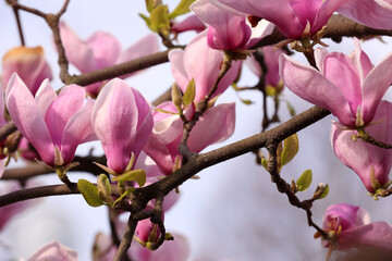 Beautiful magnolia tree with pink blossom outdoors, closeup. Spring season