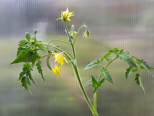 Sticker - Young tomato plants