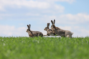 fighting hares in the middle of green field. Running three wild rabbits in a grass.