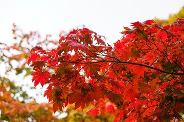 Wall Mural - colorful red autumn marble branch trees on isolated sky in South Korea.