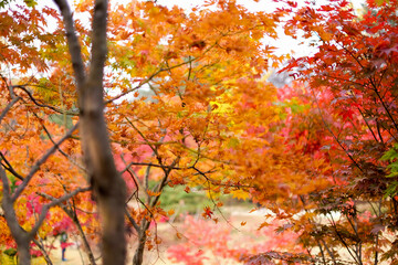 Wall Mural - colorful maple leaves full frame of branches in season change on forrest or garden background in autumn leaves ,South Korea.