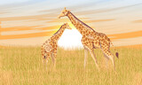 Fototapeta Zwierzęta - Two giraffe Giraffa camelopardalis in African savannah with tall dry grass at sunset. Realistic vector landscape