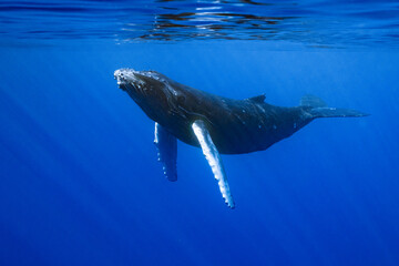 calf humpback whale playing at water surface in deep french polynesia waters