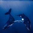 Two humpback whales resting at dawn in french polynesia deep waters