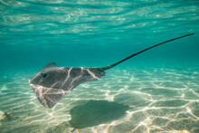 Sting Ray In The Shallow Water Of Moorea Lagoon In French Polynesia