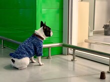 The Dog Sits On A Leash At The Entrance To The Supermarket. A White Purebred Dog Looks At A Shop Window. Pets In Dog Clothes