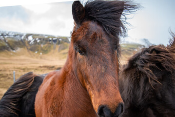 Two Icelandic horses stand close together in the windy cold winter weather with hair blowing in the wind majestic black and brown warm tones