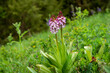 Purpur-Knabenkraut Orchis purpurea auf Bergwiese