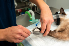 Crop unrecognizable veterinarian measuring pulse of cat with blood oxygen meter during operation in clinic