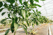 © Ioritz Lopez/ADDICTIVE STOCK - Plants with peppers and wavy foliage on thin stalks growing in row in greenhouse