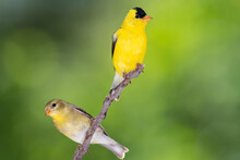 Pair Of American Goldfinch Perched In A Tree
