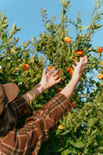 Side View Of Crop Anonymous Female Harvester Touching Fresh Mandarins Growing On Green Tree In Sunlight