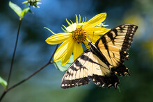 Eastern Tiger Swallowtail Butterfly Sipping Nectar From The Accommodating Flower