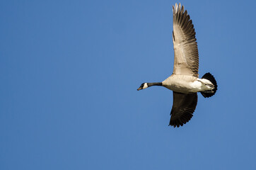 Poster - Lone Canada Goose Flying in a Blue Sky