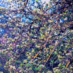 Blooming Apple Tree. Flowers on Tree Branches. Spring or Summer Natural Background.