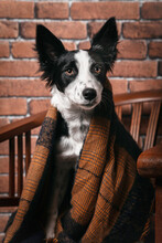 Cute Fluffy Border Collie Dog Wrapped In Warm Blanket Sitting On Wooden Chair At Home
