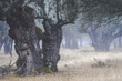 © Jose Luis Alvarez/ADDICTIVE STOCK - Ancient holm oak forest (Quercus ilex) in a foggy day with centenary old trees, Zamora, Spain.