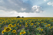 © Juan Lopez Ruiz/ADDICTIVE STOCK - Picturesque landscape of vast agricultural field with blooming yellow sunflowers in summer countryside