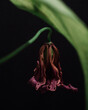 © Giovanna Graf - withered fuchsia lily on black background framed by green leaf