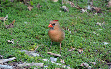 Cardinals, In The Family Cardinalidae, Are Passerine Birds Found In North And South America. They Are Also Known As Cardinal-grosbeaks And Cardinal-buntings. 