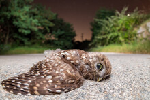 The Little Owl Athene Noctua Dead Hit By A Car On Road, A Big Problem Of Roads And Wildlife