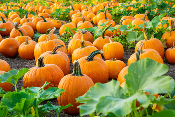 pumpkin patch at halloween