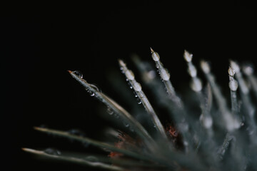 Poster - Closeup shot of a branch of a pine tree with raindrops