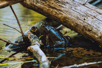 Canvas Print - Closeup shot of a swimming frog