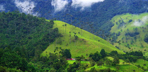 Wall Mural - Rainy alpine landscape of Cocora valley, Salento, Colombia, South America